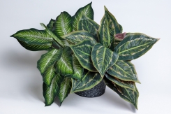 063 veštačke biljke